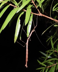 Candovia strumosa