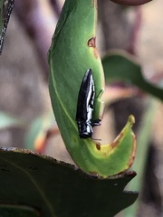 Agrilus hypoleucus