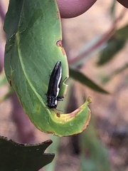 Agrilus hypoleucus