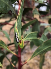 Agrilus hypoleucus