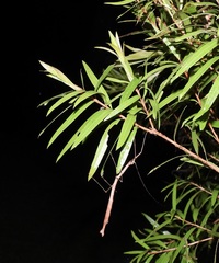 Candovia strumosa