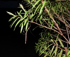 Candovia strumosa