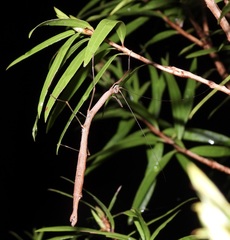 Candovia strumosa