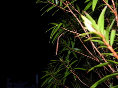 Candovia strumosa