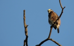 Whyte's Barbet photo 3