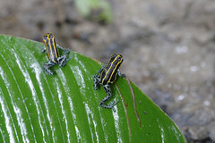 Ranitomeya variabilis