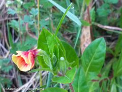 Oenothera epilobiifolia