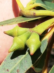 Eucalyptus megacarpa