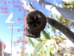 Eucalyptus megacarpa