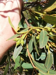 Eucalyptus megacarpa