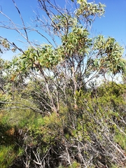 Eucalyptus megacarpa