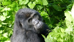 Gorilla beringei beringei