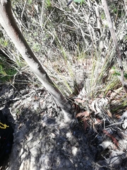 Eucalyptus megacarpa