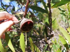Eucalyptus megacarpa