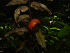 Diospyros dichroa