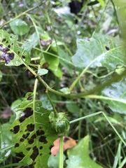Solanum diversiflorum