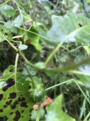 Solanum diversiflorum