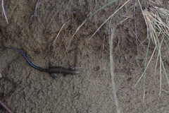 Plestiodon septentrionalis