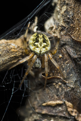 Neoscona menghaiensis