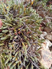 Kelleria