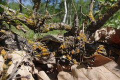 Plestiodon septentrionalis