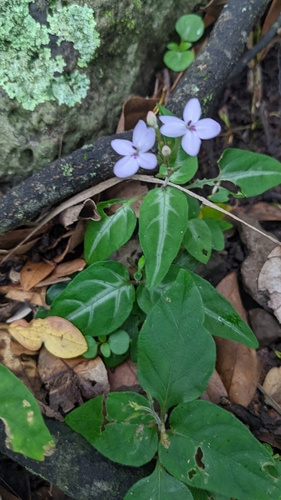 Pseuderanthemum variabile