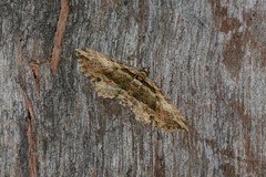 Chrysolarentia leucophanes