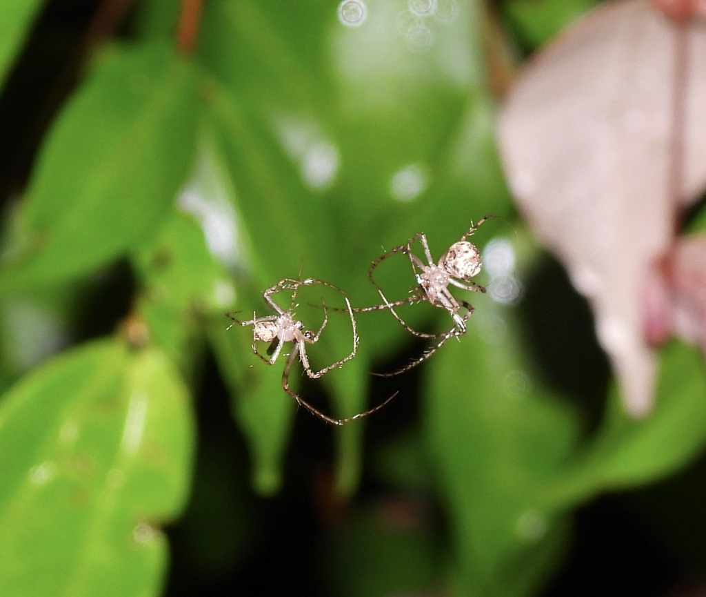 Australasian Pirate Spiders from Tomewin NSW 2484, Australia on ...