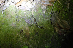 Scolopendra hermosa