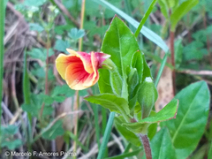 Oenothera epilobiifolia