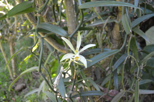 Vanilla tahitensis observed 2017-08-11