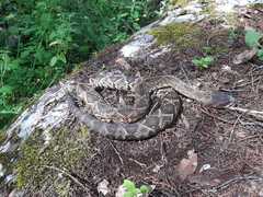 Crotalus molossus oaxacus