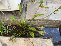 Echinodorus grisebachii