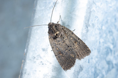 Proteuxoa nyctereutica