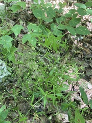 Galium arkansanum