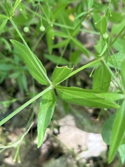 Galium arkansanum