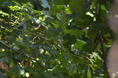 Ptilinopus chrysogaster