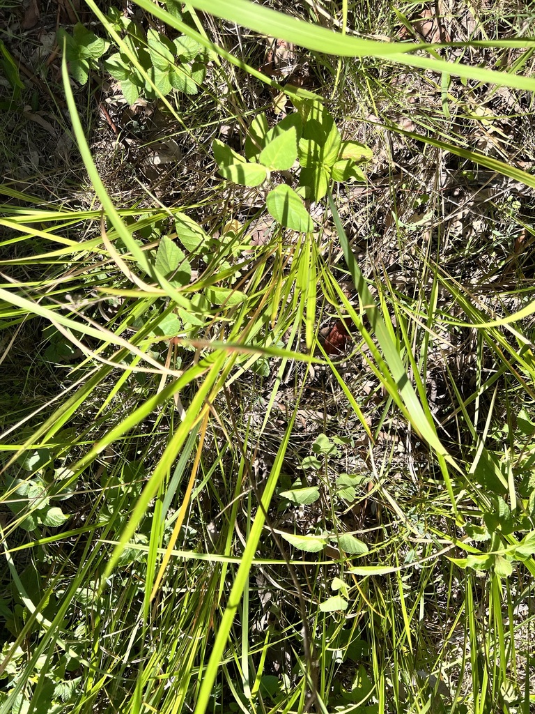 Cogon Grass in December 2021 by jhall_ecp · iNaturalist