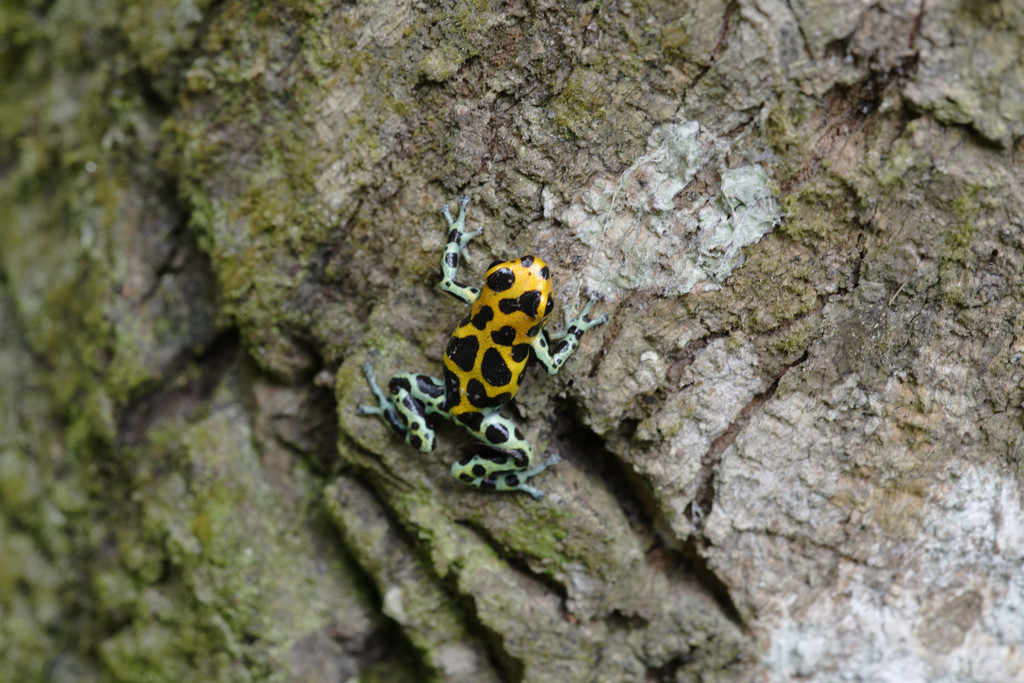 Mimic Poison Frog