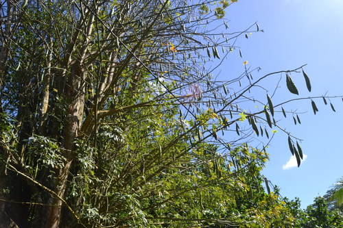 Ceiba pentandra observed 2017-08-11