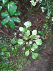 Coprosma arborea