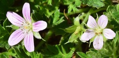 Geranium antrorsum