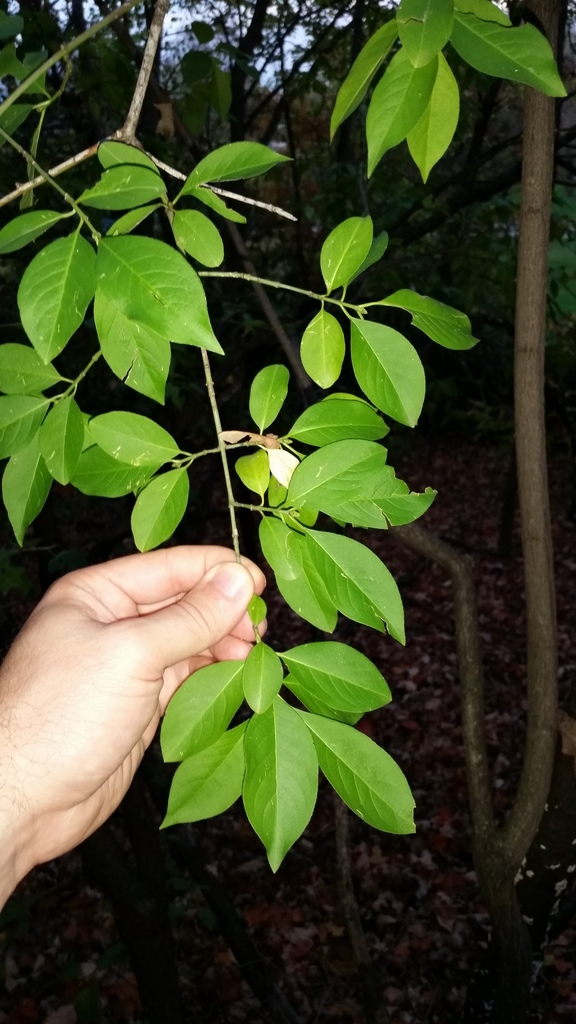 spindles from Ottawa, CAON, CA on October 20, 2021 at 0600 PM by Owen