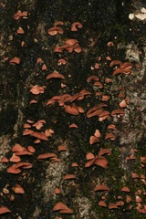 Crepidotus innuopurpureus