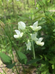 Lathyrus ochroleucus
