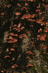 Crepidotus innuopurpureus