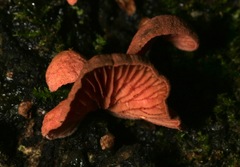 Crepidotus innuopurpureus