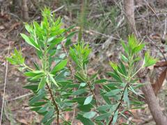 Persoonia lanceolata
