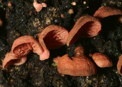 Crepidotus innuopurpureus