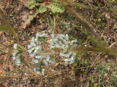 Limonium lobatum